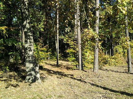 las, listowie, liść, drzewo, jesień, Natura, park, październik, sposób, laguna, owad, gałązka, mokro, kora, brązowy, suche liście, drewno, niebo, ścieżka, pas ruchu, krajobraz, Zielony, trawa, pory roku, sceneria, na szlaku, stopka, trasa, lato, turystyka, chmury, słoneczny dzień, szlak, Polska, wegetacja, konar, konary, gałęzie, Oddział, ślady, odstępnik, spacerować, trening, pole, trawnik, śmieci, naturalny, środowisko, fauna, flora, tło, jesienna pogoda, zabarwienie, akwamaryn, przestrzeń, atmosfera, horyzont, lenno, iglasty, igły, rolki igiełkowe, bagażnik samochodowy, Kora drzewa, obrazek, farba, obraz olejny, szczotka, filtr, Sztuka, obraz, paleta, kolorowy, słońce, słoneczny, ranek, reszta, zachód słońca, wakacje, światło, noc, promienie, Zachód, promienie słońca, aura, wilgoć, Lampa błyskowa, zmierzch, krzaki, migotać, roślina, wylądować, pnia drzewa, piękno natury, wzrost, światło słoneczne, dzień, spokój, żadnych ludzi, zielony kolor, scena pozamiejska, scenics - natura, lesisty teren, spokojna scena, na dworze, cień, streaming, 1080P, CC0, domena publiczna, darmowe zdjęcia