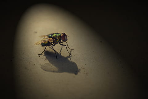 volar, insecte, macro, tancar, animal, llum, ombra, invertebrat, temes d'animals, fauna animal, un animal, animals a la natura, ala dels animals, primer pla, cap gent, naturalesa, mosca domèstica, dia, color verd, a l'aire lliure, llum solar, vista d’angle alt, funció de construcció de parets, petit, 5K, CC0, domini públic, lliure de regalies