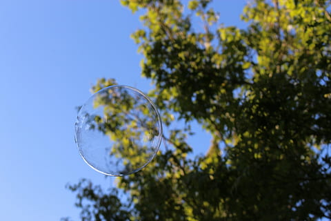 bublina, bubliny, strom, nebe, Příroda, listy, rostlina, nízký úhel pohledu, nikdo, růst, den, čisté nebe, zelená barva, venku, zaměřit se na popředí, krása v přírodě, modrý, větev, slunečního světla, klid, průhledný, detail, koule, 5K, CC0, veřejná doména, bez autorských práv
