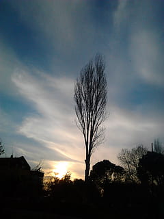 cel, virgo, arbre, núvol - cel, silueta, planta, posta de sol, arquitectura, naturalesa, bellesa a la natura, arbre nu, estructura construïda, tranquil·litat, cap gent, exterior de l'edifici, escena tranquil·la, escenics - natura, vista d’angle baix, a l'aire lliure, creixement, vespre, 1080P, CC0, domini públic, lliure de regalies