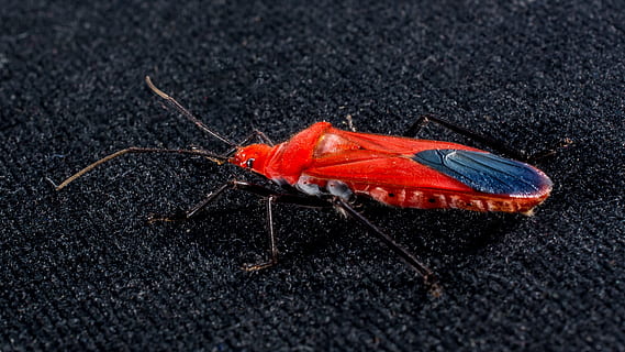 coleottero rosso, insetto, macro, scarafaggio, rosso, un animale, temi animali, animali allo stato selvatico, fauna selvatica, animale, invertebrato, avvicinamento, nessuno, giorno, lunghezza intera, natura, parte del corpo animale, all'aperto, zoologia, vista dall'alto, messa a fuoco selettiva, antenna animale, artropodo, 2K, CC0, dominio pubblico, privo di copyright