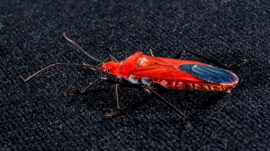 coleottero rosso, insetto, macro, scarafaggio, rosso, un animale, temi animali, animali allo stato selvatico, fauna selvatica, animale, invertebrato, avvicinamento, nessuno, giorno, lunghezza intera, natura, parte del corpo animale, all'aperto, zoologia, vista dall'alto, messa a fuoco selettiva, antenna animale, artropodo, 2K