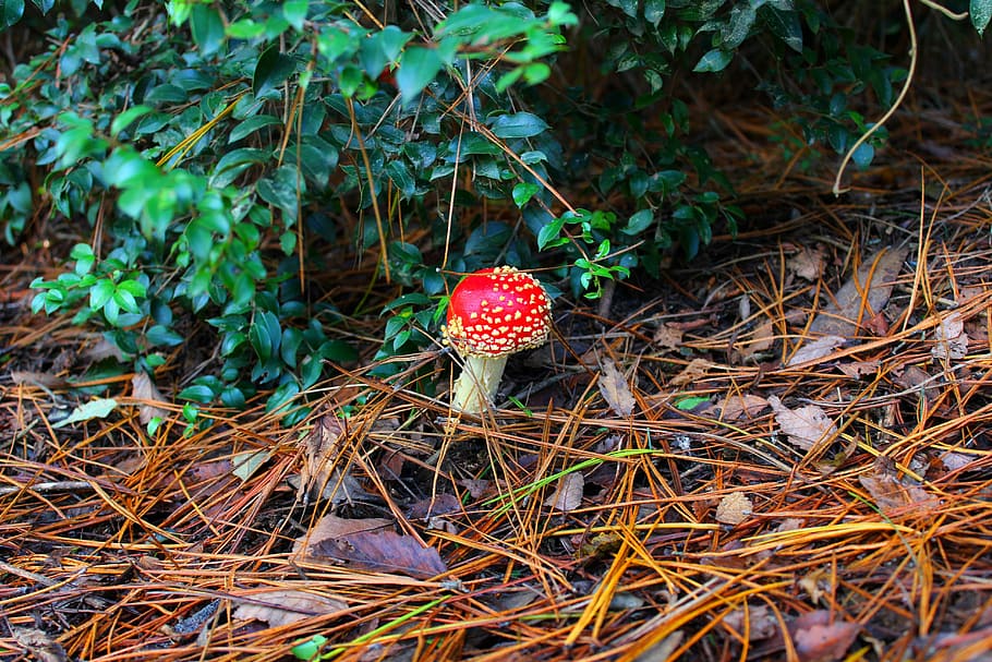 champignon, rød, natur, Skov, blad, grøn, farverig, svamp, efterår, kasket, svampe, farve, dekoration, sæson, hvid, toksisk, plante, mad, jord, orange, naturlig, makro, udendørs, grøntsag, flyve, vild, græs, gift, giftig, jorden, dag, fare, fik øje på, farligt, symbol, vækst, Mark, ingen mennesker, fly agaric svampe, skønhed i naturen, tæt på, høj vinkel visning, friskhed, mad og drikke, paddehat, 5K