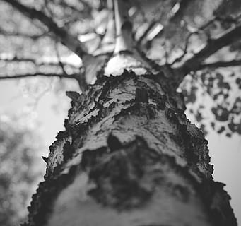 arbre, siberia, bw, escorça de bedoll, bedoll, branca, arbres, tronc, bosc, tronc de l'arbre, primer pla, cap gent, dia, naturalesa, planta, enfocament selectiu, creixement, textura, centrar-se en primer pla, escorça, aspre, a l'aire lliure, patró, vista d’angle baix, resistent, fong, liquen, 2K, CC0, domini públic, lliure de regalies