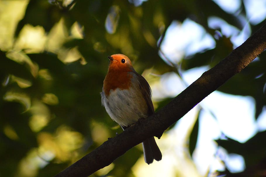 robin, fugl, rød robin, dyr, hvirveldyr, dyre temaer, træ, dyreliv, et dyr, afdeling, perching, dyr i naturen, plante, natur, ingen mennesker, dag, skønhed i naturen, udendørs, fokus på forgrunden, blad, plante del, leder, 5K