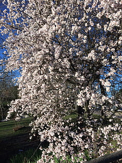 Kirsche, Blumen, Baum, Kirschzweige, Rosa, Blume, Natur, Landschaft, blühen, blühende Pflanze, Pflanze, Wachstum, Zerbrechlichkeit, Frühling, Kirschblüte, Verletzlichkeit, Schönheit in der Natur, Frische, Tag, Ast, keine Leute, Kirschbaum, Flachwinkelansicht, Nahansicht, Botanik, draußen, 2K, CC0, gemeinfrei, lizenzfrei
