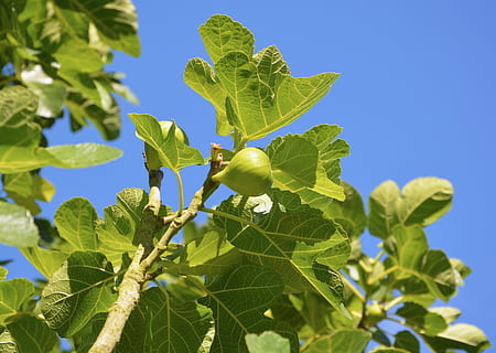 Feige, Feigenbaum, Obst, Sommer-, Geschmack, Natur, Baum, Grün, Laub, Ast, essbar, Obstbaum, Blatt, Pflanzenteil, Wachstum, Pflanze, grüne Farbe, Essen und Trinken, Lebensmittel, Himmel, gesundes Essen, Frische, Sonnenlicht, Tag, keine Leute, klarer Himmel, Flachwinkelansicht, Nahansicht, draußen, reif, 5K, CC0, gemeinfrei, lizenzfrei