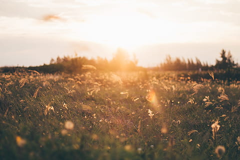 llum, alba, paisatge, naturalesa, núvols, la llum del dia, vespre, tarda, sol de tarda, caure, camp, boira, herba, tir en angle baix, prat, a l'aire lliure, pastures, escènic, silueta, cel, sol, sortida del sol, posta de sol, viatjar, planta, terra, llum solar, tranquil·litat, bellesa a la natura, escena tranquil·la, enfocament selectiu, medi ambient, escenics - natura, al matí, cap gent, raig de sol, plana, primavera, flare de la lent, brillant, 4K, CC0, domini públic, lliure de regalies