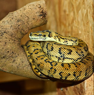 gyvatė, pythonas, medžio pythonas, terariumas, Uždaryti, siaurėjantis, ropliai, gyvūnas, skalė, boa, padaras, grožis, pašaras, grakštus, egzotiškas, snakehead, kilnus, gyvūnų portretas, Australija, modelį, portretas, gyvūnų temos, vienas gyvūnas, gyvūnų gyvūnija, gyvūnams, stuburiniai, sutelkti dėmesį į naujas žinias, Iš arti, gyvūnų kūno dalis, ženklas, įspėjamasis ženklas, nėra žmonių, komunikacijos, nuodingas, gyvūnų galva, gyvūnų skalė, dieną, 2K, CC0, Viešasis domenas, nemokamai