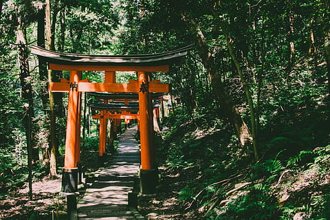 orange, sort, torii porte, inari helligdommen, japan, tempel, struktur, træ, plante, bygget struktur, arkitektur, religion, tro, sted for tilbedelse, spiritualitet, natur, ingen mennesker, Skov, vækst, helligdom, dag, bygning, rejsemål, udendørs, arkitektoniske kolonne, 5K, CC0, offentligt domæne, royaltyfrie