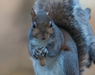 nærbillede fotografering, sort, hvid, egern, grå, spise, nødder, jordnødder, fluffy, lodne, natur, pattedyr, gnaver, almindelige, nuttet, dyreliv, et dyr, dyr i naturen, tæt på, hvirveldyr, portræt, fokus på forgrunden, ingen mennesker, kigger på kameraet, dag, bakkenbart, dyr kropsdel, selektiv fokusering, udendørs, planteædende, 4K, CC0, offentligt domæne, royaltyfrie