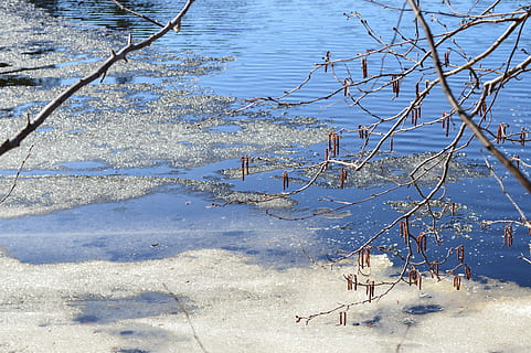 primavera, mar, gel, aigua, naturalesa, planta, hivern, arbre, dia, tranquil·litat, temperatura de fred, cap gent, bellesa a la natura, neu, llac, vista d’angle alt, escena tranquil·la, llum solar, a l'aire lliure, branca, arbre nu, planta morta, 5K, CC0, domini públic, lliure de regalies
