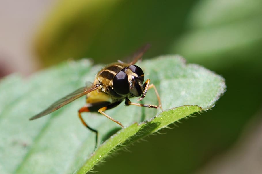 Schwebeflug, Insekt, schließen, Tier, Natur, Makro, fliegen, Sommer-, Schwebfliege, Blatt, Biene, wirbellos, Pflanzenteil, Tierthemen, Tierwelt, ein Tier, Tiere in freier Wildbahn, Nahansicht, grüne Farbe, Pflanze, keine Leute, Ameise, selektiver Fokus, Fokus auf den Vordergrund, Tag, draußen, Tierkörperteil, Tierauge, 720P