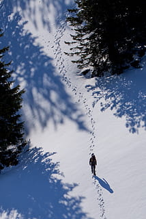 traces, arbres, hivern, neu, arbre, temperatura de fred, planta, naturalesa, esport d'hivern, dia, muntanya, activitat d'oci, una persona, esport, bellesa a la natura, terra, cobertura, cel, festa, escena no urbana, esquiar, Serra, muntanya nevada, a l'aire lliure, roba d'esquí, 2K, CC0, domini públic, lliure de regalies