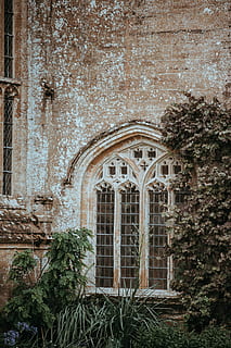 forde abbey, plantes, al costat, concret, edifici, arc, finestra, pedra, paret, arquitectura, vidre, marc, planta, arbust, arbre, herba, estructura construïda, exterior de l'edifici, el passat, història, cap gent, dia, vell, a l'aire lliure, naturalesa, resistent, obsoleta, lloc de culte, abandonat, vista d’angle baix, ornamentat, 4K, CC0, domini públic, lliure de regalies