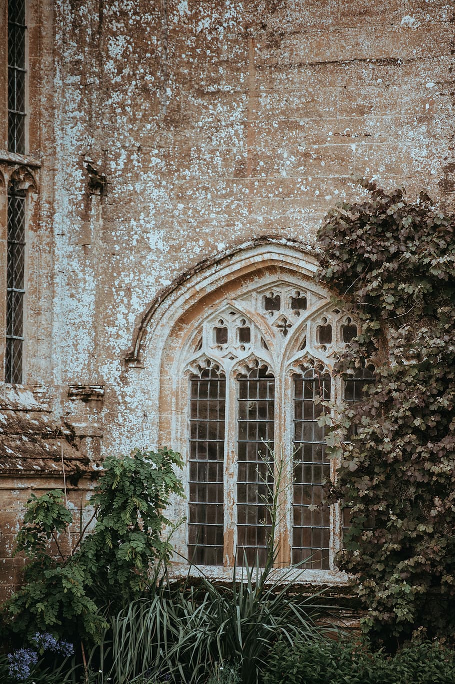 forde abbey, plantes, al costat, concret, edifici, arc, finestra, pedra, paret, arquitectura, vidre, marc, planta, arbust, arbre, herba, estructura construïda, exterior de l'edifici, el passat, història, cap gent, dia, vell, a l'aire lliure, naturalesa, resistent, obsoleta, lloc de culte, abandonat, vista d’angle baix, ornamentat, 4K