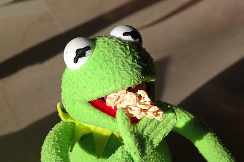 kermit, frog, plush, toy, daytime, cookie, nibble, hunger, eat, small cakes, chocolate crisp happen, chocolate cornflakes cakes, chocolate cornflakes, cornflakes, cornflake cookies, chocolate cornflakes pile, bunch of cornflakes, chocolate crossies, chocolate, analyse, close-up, green color, no people, stuffed toy, representation, animal representation, focus on foreground, nature, animal themes, animal, day, plant, animal wildlife, shadow, high angle view, sunlight, outdoors, leaf, art and craft, softness, 5K, CC0, public domain, royalty free