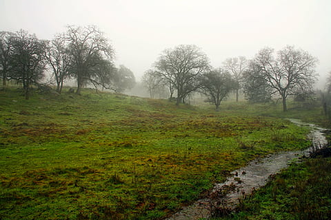Wiese, Bäume, Landschaft, Strom, Gully, Wasser, Bach, Sonnenaufgang, Dämmerung, Morgen, Nebel, Natur, draußen, Land, ländlich, hdr, Pflanze, Ruhe, Baum, ruhige Szene, Gras, Schönheit in der Natur, Himmel, Szenen - Natur, Fußweg, Wachstum, keine Leute, Feld, Umgebung, Nicht-städtische Szene, Richtung, der Weg nach vorn, Weg, dunstig, 1080P, CC0, gemeinfrei, lizenzfrei