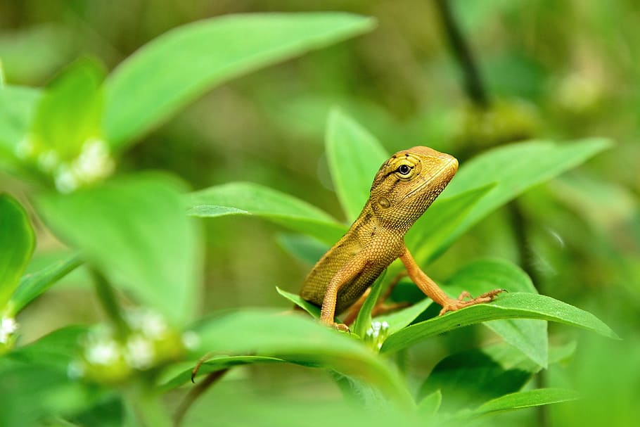 kertenkele, makro, vahşi, doğa, hayvan, sürüngen, yaban hayatı, egzotik, küçük, tropikal, fauna, renk, sevimli, hayvan temaları, hayvan yaban hayatı, bir hayvan, vahşi hayvanlar, yeşil renk, omurgalı, bitki bölümü, Yaprak, bitki, insansız, kapatmak, bukalemun, seçici odak, açık havada, tam uzunluk, ön plana odaklanmak, yağmur ormanı, 2K