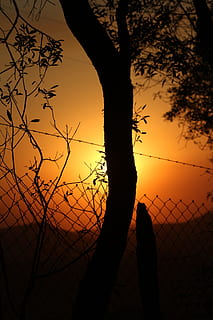 Baum, Licht, Sol, Sonnenuntergang, Finale, gegen Licht, eventide, Natur, Silhouette, Himmel, draußen, orange Farbe, Schönheit in der Natur, Zaun, Szenen - Natur, Pflanze, Barriere, Grenze, Ast, Ruhe, Maschendrahtzaun, Baumstamm, ruhige Szene, Kofferraum, Sonne, 5K, CC0, gemeinfrei, lizenzfrei