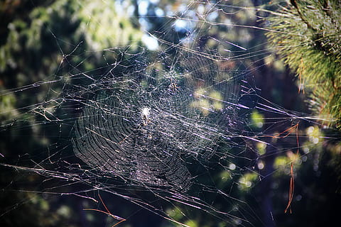 ragnatela, discussioni, teso, ragno, web, fragilità, intrappolati, sopravvivenza, vulnerabilità, avvicinamento, concentrarsi sulle conoscenze acquisite, nessuno, complessità, natura, bellezza nella natura, giorno, modello naturale, complicazione, invertebrato, pianta, all'aperto, temi animali, animale, aracnide, far cadere, 5K, CC0, dominio pubblico, privo di copyright
