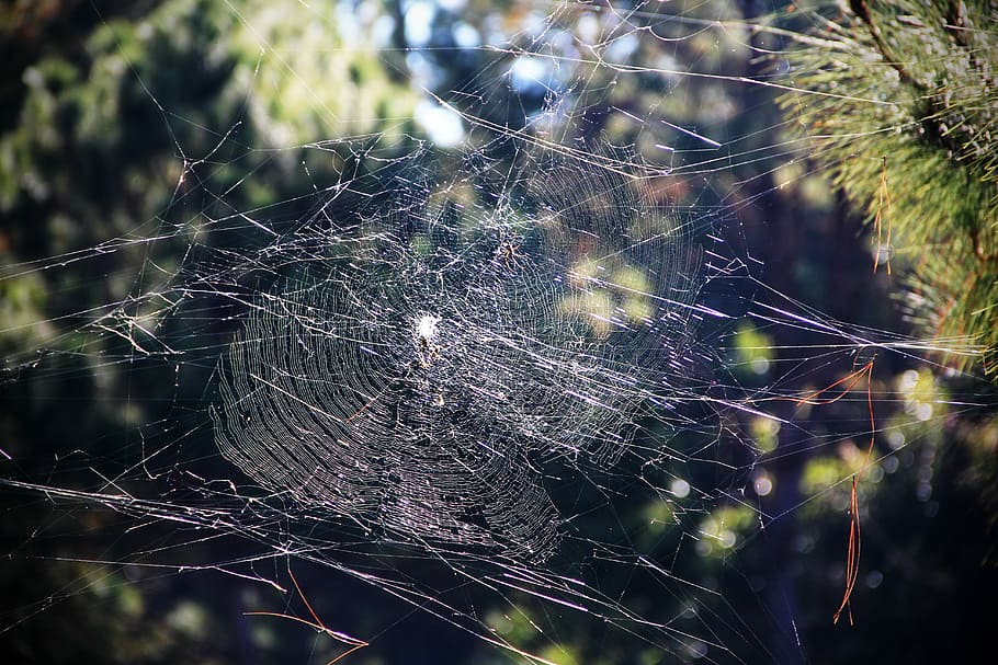 ragnatela, discussioni, teso, ragno, web, fragilità, intrappolati, sopravvivenza, vulnerabilità, avvicinamento, concentrarsi sulle conoscenze acquisite, nessuno, complessità, natura, bellezza nella natura, giorno, modello naturale, complicazione, invertebrato, pianta, all'aperto, temi animali, animale, aracnide, far cadere, 5K