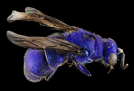 Nahansicht, Foto, Blau, Wespe, Biene, Makro, Insekt, Natur, Pollen, Flügel, Profil, bestäuben, Antennen, Honig, montiert, Tierwelt, Porträt, Ceratochrysis declinus, U.S. Geologische Befragung, Tier, Tierthemen, schwarzer Hintergrund, ein Tier, wirbellos, Tierflügel, Tiere in freier Wildbahn, Studioaufnahme, Tierkörperteil, keine Leute, lila, Auge, Zoologie, Tierauge, drinnen, Tierkopf, 2K, CC0, gemeinfrei, lizenzfrei
