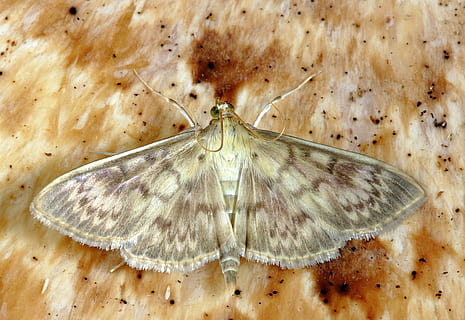 marró, arna, superfície, macro, insecte, lepidòpters, invertebrat, ratlles, a l'aire lliure, pirralida, un animal, temes d'animals, fauna animal, animal, primer pla, animals a la natura, la vida marina, naturalesa, cap gent, ala dels animals, part del cos dels animals, zoologia, papallona - insecte, marques d’animals, marc complet, marí, 5K, CC0, domini públic, lliure de regalies