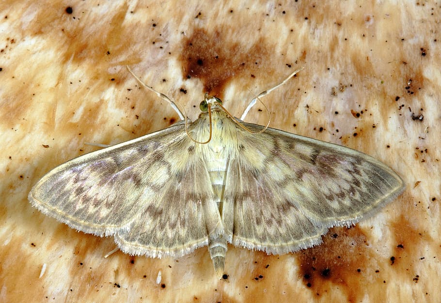 marró, arna, superfície, macro, insecte, lepidòpters, invertebrat, ratlles, a l'aire lliure, pirralida, un animal, temes d'animals, fauna animal, animal, primer pla, animals a la natura, la vida marina, naturalesa, cap gent, ala dels animals, part del cos dels animals, zoologia, papallona - insecte, marques d’animals, marc complet, marí, 5K