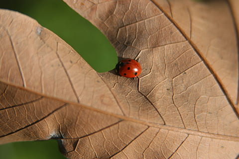 ladybug, leaf, nature, insect, macro, bug, foliage, outdoor, season, one animal, animal themes, beetle, animal, invertebrate, close-up, animal wildlife, animals in the wild, red, day, spotted, no people, focus on foreground, high angle view, plant part, outdoors, small, 2K, CC0, public domain, royalty free