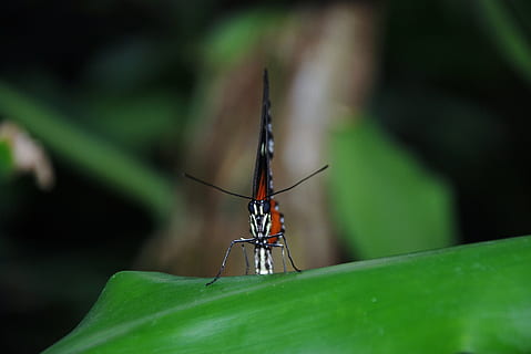 taronja, papallona, error, insecte, naturalesa, colorit, animal, temes d'animals, un animal, full, animals a la natura, color verd, invertebrat, fauna animal, part de la planta, primer pla, planta, centrar-se en primer pla, cap gent, enfocament selectiu, dia, part del cos dels animals, a l'aire lliure, ala dels animals, 4K, CC0, domini públic, lliure de regalies
