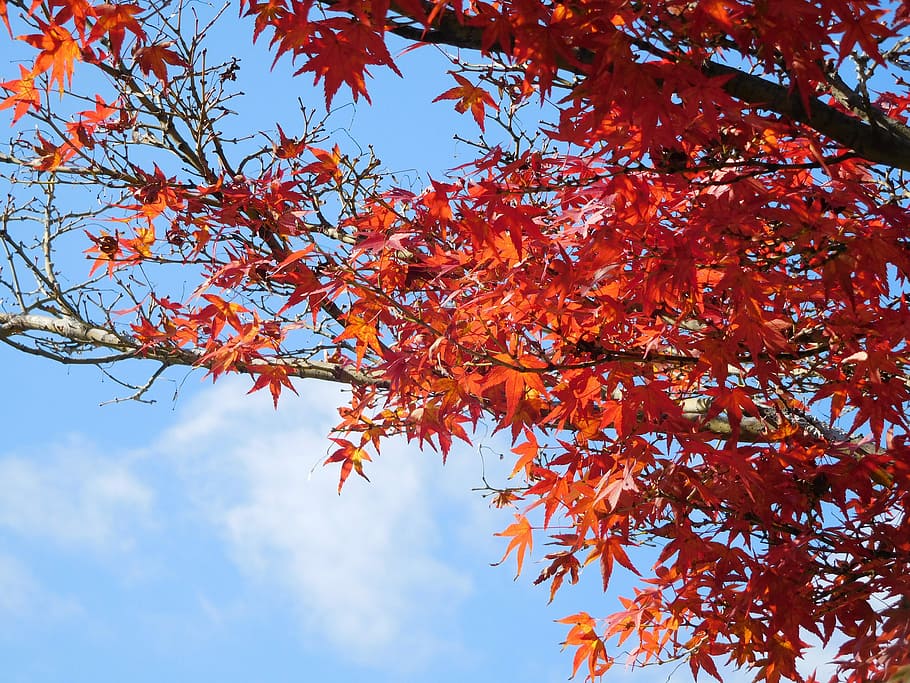 natureza, vermelho, maple, folha de Carvalho, folha, azul, dia triste, folha, vermelho, outono, mudança, árvore, árvore de bordo, plantar, ramo, visão de baixo ângulo, parte da planta, cor laranja, beleza na natureza, crescimento, céu, dia, ninguém, ao ar livre, tranquilidade, coleção de outono, sai, condição natural, 4K