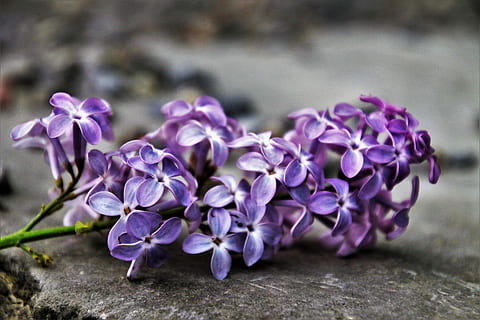 makro foto, lilla, hvid, blomster, uden, blomst, forår, natur, plante, blad, tæt på, ingen, ved retten i, have, blomstrende, violet, flor, planter, naturens skønhed, grå, sten-, blomstrer, blomstrende plante, friskhed, skønhed i naturen, sårbarhed, skrøbelighed, ingen mennesker, fokus på forgrunden, dag, udendørs, blomsterstand, kronblad, blomsterhoved, selektiv fokusering, vækst, mad og drikke, blomsterseng, flok blomster, prydhave, 5K, CC0, offentligt domæne, royaltyfrie