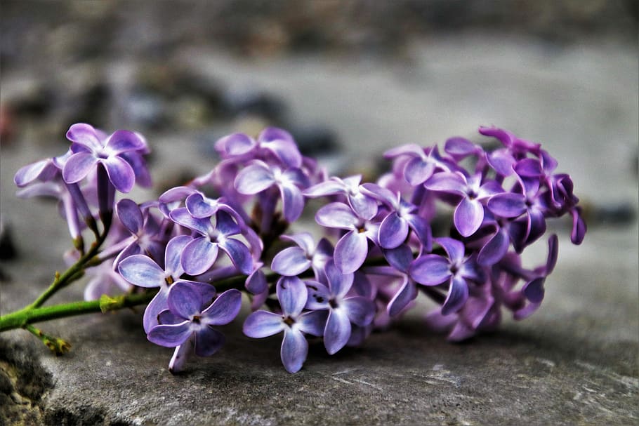 makro foto, lilla, hvid, blomster, uden, blomst, forår, natur, plante, blad, tæt på, ingen, ved retten i, have, blomstrende, violet, flor, planter, naturens skønhed, grå, sten-, blomstrer, blomstrende plante, friskhed, skønhed i naturen, sårbarhed, skrøbelighed, ingen mennesker, fokus på forgrunden, dag, udendørs, blomsterstand, kronblad, blomsterhoved, selektiv fokusering, vækst, mad og drikke, blomsterseng, flok blomster, prydhave, 5K