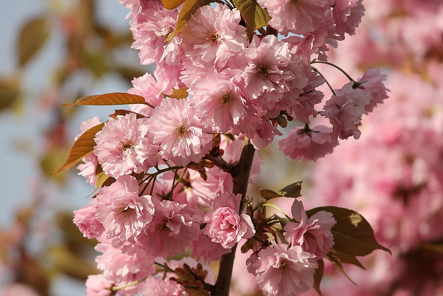 pinke Blumen, Zierkirsche, Prunus, Frühlingskirsche, Baum, Kirschblüte, blühen, Rosa, romantisch, Grußkarte, bunt, Kirsche, Hintergrund, Blütenblätter, Kirschzweige, Detail, schließen, Garten, Frühlingsgarten, Frühling, Blume, blühende Pflanze, pinke Farbe, Frische, Zerbrechlichkeit, Schönheit in der Natur, Verletzlichkeit, Pflanze, Nahansicht, Wachstum, Blütenblatt, Blütenkopf, Natur, Fokus auf den Vordergrund, Blütenstand, keine Leute, Ast, draußen, Kirschbaum, Blumenstrauß, 4K