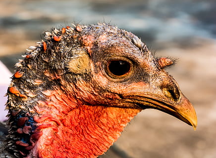 foto ravvicinata, rosso, Marrone, selvaggio, tacchino, avvicinamento, foto, tacchino selvatico, uccello, un animale, fauna selvatica, becco, testa di animale, temi animali, animale, animali allo stato selvatico, vertebrato, parte del corpo animale, concentrarsi sulle conoscenze acquisite, giorno, natura, nessuno, all'aperto, uccello rapace, occhio animale, vista profilo, occhio, collo animale, 4K, CC0, dominio pubblico, privo di copyright