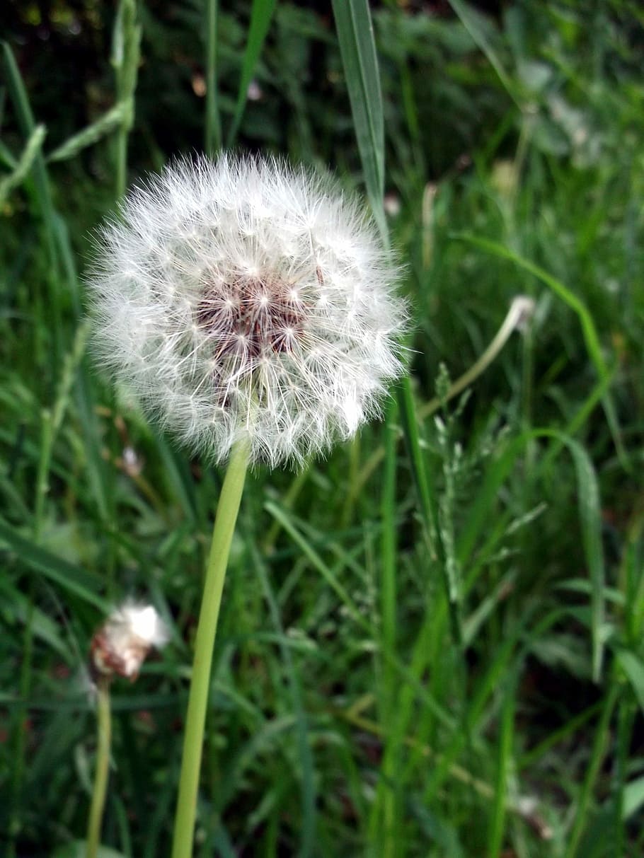dent de lleó, composites, dent de lleó, composites, flor, fragilitat, creixement, naturalesa, sense cultiu, planta, planta amb flors, vulnerabilitat, frescor, primer pla, bellesa a la natura, camp, terra, inflorescència, cap de flor, dia, centrar-se en primer pla, cap gent, color verd, herba, emoció positiva, a l'aire lliure, suavitat, llavor de dent de lleó, 4K