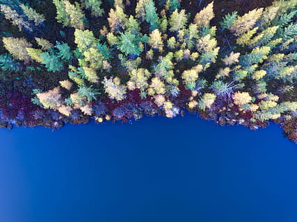 aerial, view, pine tress, top, pine trees, green, yellow, purple, trees, ornament, christmas, blue, winter, snow, backgrounds, decoration, snowflake, season, celebration, holiday, abstract, no People, nature, full frame, plant, close-up, tree, sky, day, growth, textile, beauty in nature, green color, pattern, outdoors, low angle view, copy space, flowering plant, blue background, 4K, CC0, public domain, royalty free