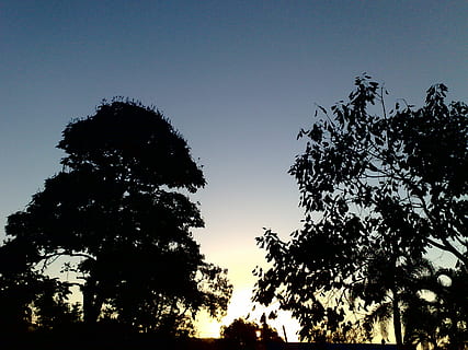 tusmørke, skumring, Eventide, træ, silhuet, himmel, ingen mennesker, natur, scenics, plante, lav vinkel visning, skønhed i naturen, ro, vækst, rolig scene, scenics - natur, skyfri himmel, solnedgang, udendørs, idyllisk, afdeling, ikke-urbane scene, kopiere plads, træ baldakin, 2K, CC0, offentligt domæne, royaltyfrie