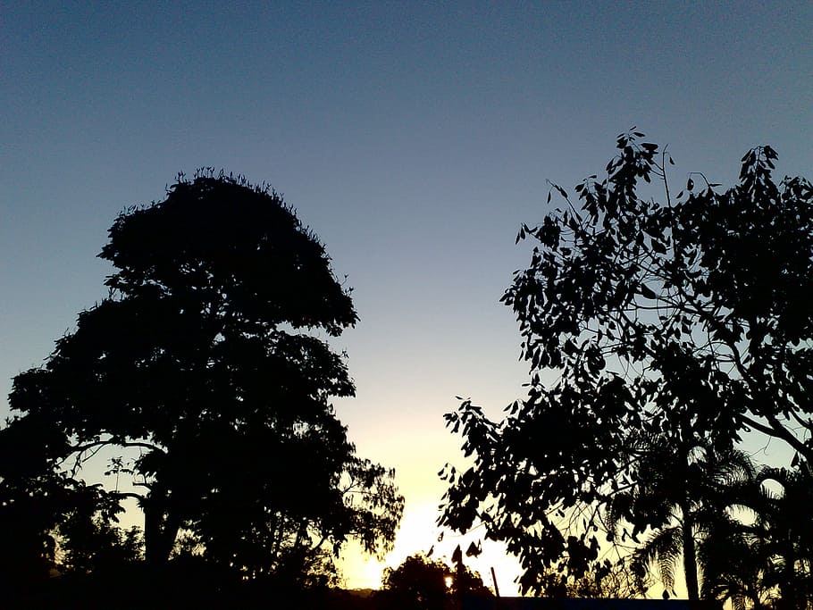 crepuscle, vespre, eventide, arbre, silueta, cel, cap gent, naturalesa, escenics, planta, vista d’angle baix, bellesa a la natura, tranquil·litat, creixement, escena tranquil·la, escenics - natura, cel clar, posta de sol, a l'aire lliure, idíl·lic, branca, escena no urbana, còpia espai, copa de l'arbre, 2K