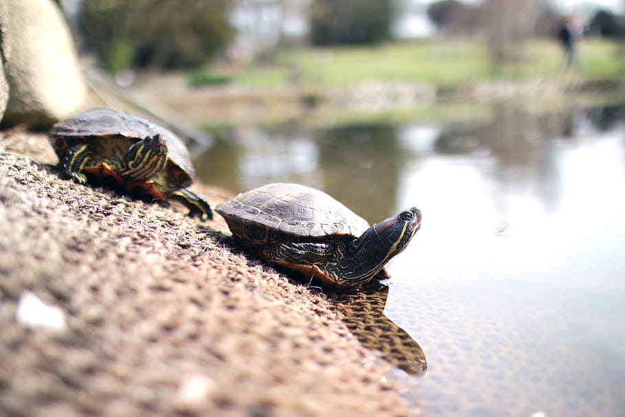 llac, animals, tortugues, animals, llac, tortugues, temes d'animals, animal, fauna animal, animals a la natura, aigua, tortuga, grup d’animals, vertebrats, rèptil, enfocament selectiu, naturalesa, shell, dia, cap gent, closca d’animals, platja, dos animals, a l'aire lliure, amfibi, marí, 4K