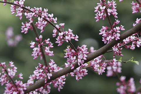 redbud, albero, primavera, rosa, albero, albero redbud, primavera, fioritura, natura, albero in fiore, all'aperto, stagione, fiorire, ramo, flora, Cercis, botanico, fiore, fragilità, pianta, giorno, crescita, pianta fiorita, freschezza, vulnerabilità, bellezza nella natura, concentrarsi sulle conoscenze acquisite, avvicinamento, colore rosa, nessuno, petalo, testa di fiore, fiore di ciliegio, viola, ciliegio, 5K, CC0, dominio pubblico, privo di copyright