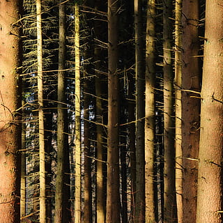 Wald, Bäume, Baumstämme, Nadelwald, Nadelbäume, Sonnenlicht, Muster, Hintergrund, Symmetrie, symmetrisch, Baum, Baumstamm, Kofferraum, keine Leute, Pflanze, Land, Natur, Tag, Schönheit in der Natur, Wachstum, draußen, Fülle, Ruhe, Bambus, Vollbild, Szenen - Natur, Bambuspflanze, Nadelbaum, Kiefernwald, 2K, CC0, gemeinfrei, lizenzfrei
