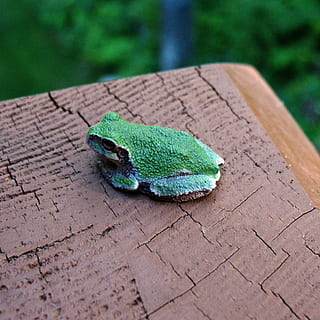 ponte, raganella, Minnesota, un animale, temi animali, animale, fauna selvatica, animali allo stato selvatico, colore verde, nessuno, insetto, invertebrato, legno - materiale, giorno, concentrarsi sulle conoscenze acquisite, natura, vista dall'alto, avvicinamento, all'aperto, anfibio, vertebrato, rana, messa a fuoco selettiva, farfalla - insetto, 1080P, CC0, dominio pubblico, privo di copyright