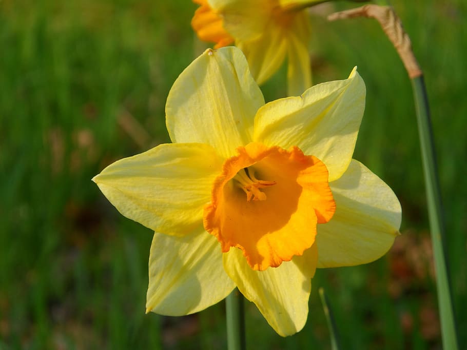 Narcis, forår, blomst, flor, natur, farve, kronblad, blomsterhoved, skrøbelighed, friskhed, tæt på, blomstrende plante, sårbarhed, plante, blomsterstand, skønhed i naturen, vækst, gul, fokus på forgrunden, påskelilje, ingen mennesker, dag, pollen, udendørs, 4K