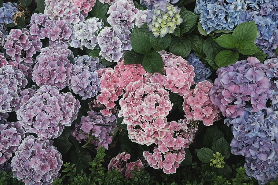 blomsterparti, blomstrende lilla og rosa blomster, have, hortensia, blomst, flor, plante, lyserød farve, skønhed i naturen, blomstrende plante, vækst, skrøbelighed, sårbarhed, friskhed, fuld ramme, plante del, kronblad, natur, ingen mennesker, blad, tæt på, dag, baggrunde, blomsterstand, blomsterhoved, udendørs, forår, flok blomster, lilla, blomsterseng, 2K