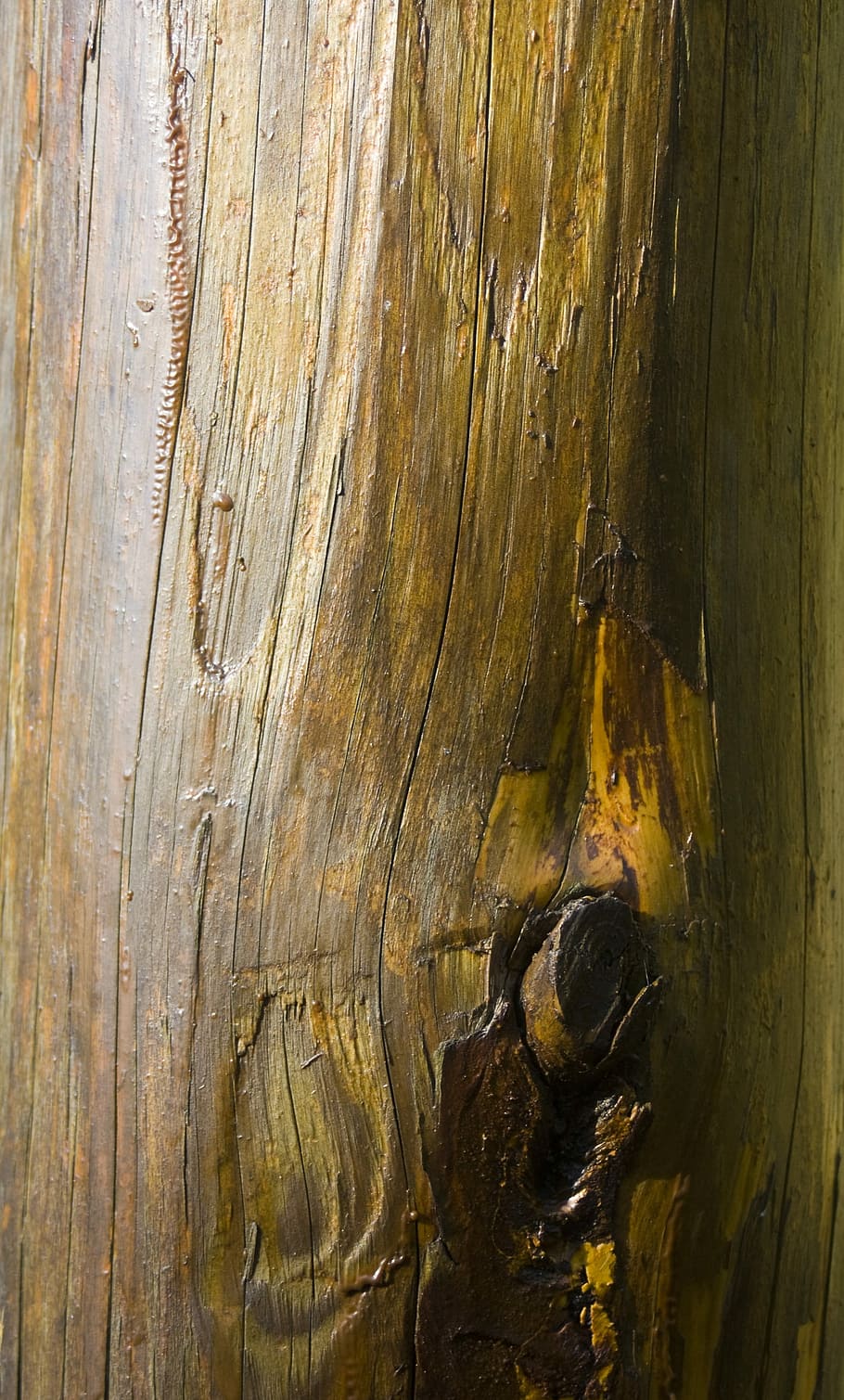 ceppo, liscio, legna, struttura, sfondo, albo, Messaggio, legno - materiale, strutturato, avvicinamento, natura, sfondi, nessuno, fotogramma intero, modello, giorno, ruvido, Marrone, vecchio, tronco d'albero, albero, modello naturale, tronco, all'aperto, intemperie, venatura del legno, abbaiare, effetto strutturato, 4K