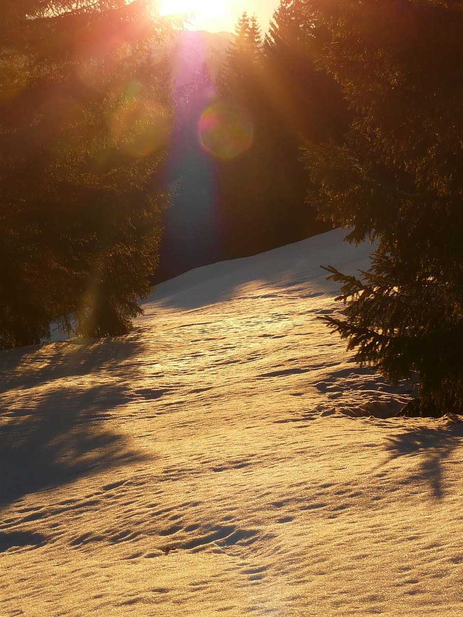 la neve, inverno, invernale, luce posteriore, d'oro, sole, albero, foresta, paesaggio, freddo, nevoso, romanza, amore, brama, luce del sole, raggio di sole, riflesso lente, natura, Paesaggi, pianta, bellezza nella natura, nessuno, la tranquillità, scena tranquilla, temperatura fredda, scenics - natura, cielo, terra, scena non urbana, all'aperto, luminosa, 2K