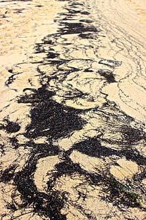 Strand, Sand, Seegras, Muster, Sandstrand, keine Leute, Natur, High Angle View, Hintergründe, Land, Sonnenlicht, Vollbild, Tag, draußen, Landschaft, texturiert, Szenen - Natur, geknackt, Schmutz, Nahansicht, Schatten, Umgebung, Reifenspur, trockenes Klima, 5K, CC0, gemeinfrei, lizenzfrei