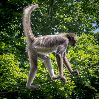 edderkoppen abe, abe, dyreliv, dyr, pattedyr, primat, Zoo, jungle, pels, et dyr, dyr i naturen, træ, plante, natur, Skov, dag, fuld længde, hvirveldyr, ingen mennesker, afdeling, grøn farve, sidebillede, udendørs, regnskov, planteædende, 2K, CC0, offentligt domæne, royaltyfrie